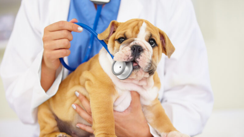 Nembutal for Pets, Animal Euthanasia, Drugs for Pets, Animal Pain killer, Nembutal pour les animaux euthanasia for pets, Eutanasia Animal, Nembutal voor huisdieren, Assistierter Suizid, Suizidbeihilfe, Beihilfe zum Suizid, Sterbehilfe, Leichter Selbstmord, Nembutal für Haustiere, Pet euthanasia, euthanasie bij huisdieren, Euthanasie von Haustieren, euthanasie des animaux de compagnie, eutanasia de mascotas, эвтаназия домашних животных, Nembutal fur Haustiere